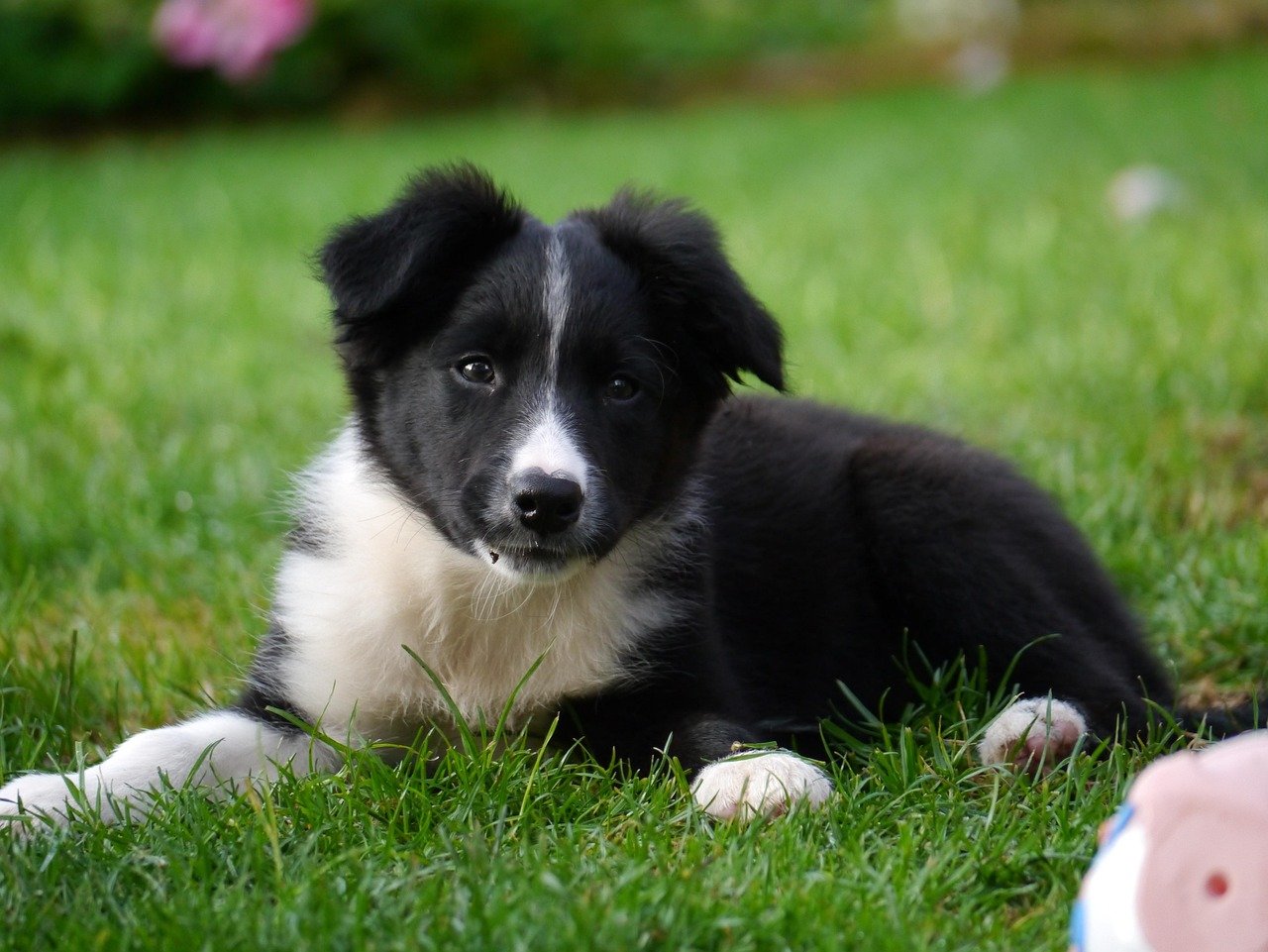 Border Collie: The Einstein of House Training (image credits: pixabay)