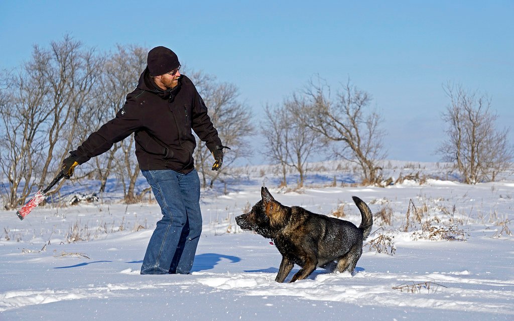 German Shepherd: The Disciplined Student (image credits: flickr)