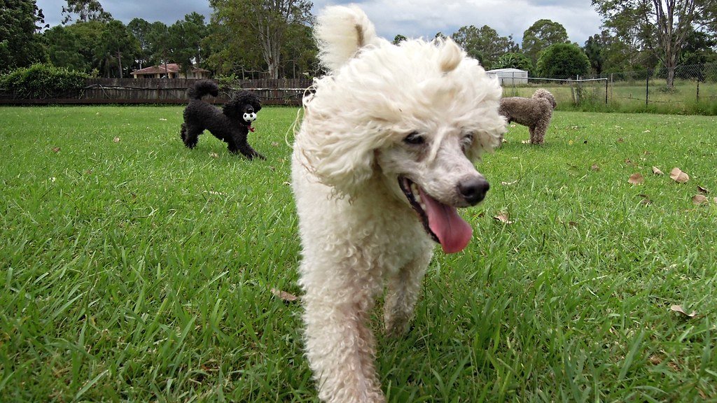 Standard Poodle: The Sophisticated Scholar (image credits: flickr)