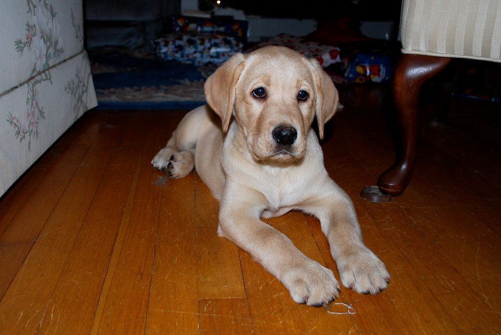 Labrador Retriever: The Eager-to-Please Champion (image credits: flickr)