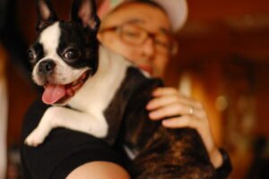 Boston Terrier: The Adaptable Apartment Dweller