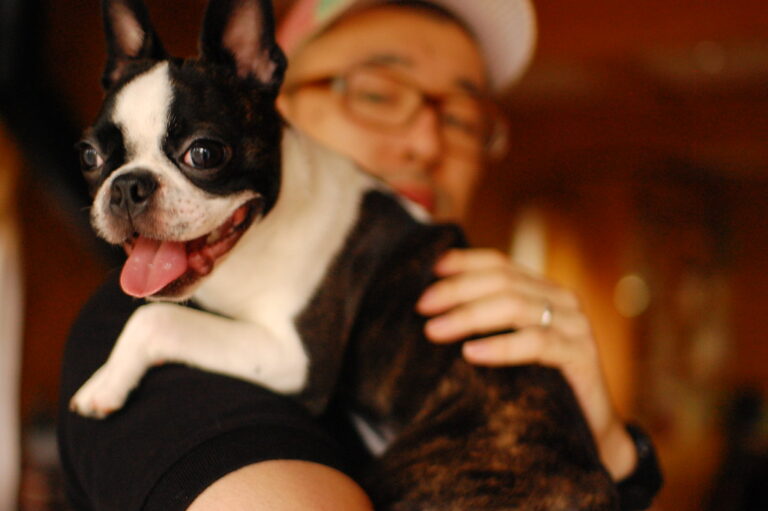 10 Smart Breeds That Are The Easiest to House Train