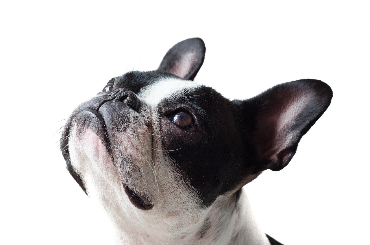 7. Grooming and Maintenance Requirements (image credits: pixabay)