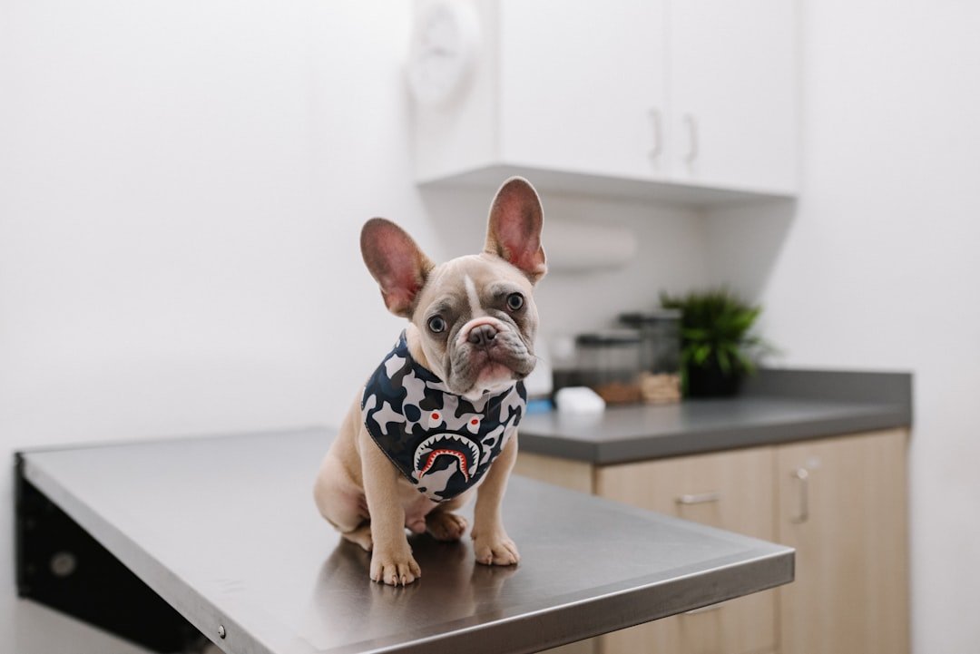 8. Health Monitoring and Veterinary Care (image credits: unsplash)