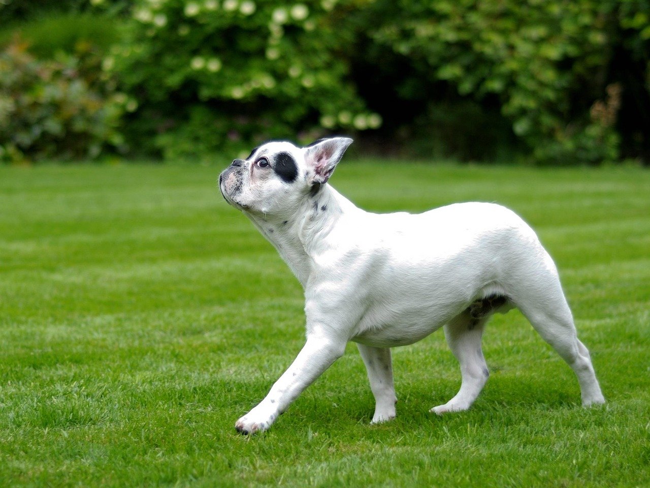 8 Important Factors To Keep In Mind When Keeping a French Bulldog