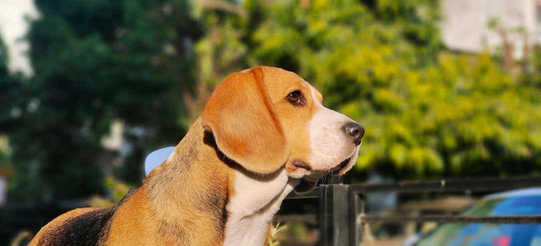 Beagle - The Merry Hunter (image credits: unsplash)