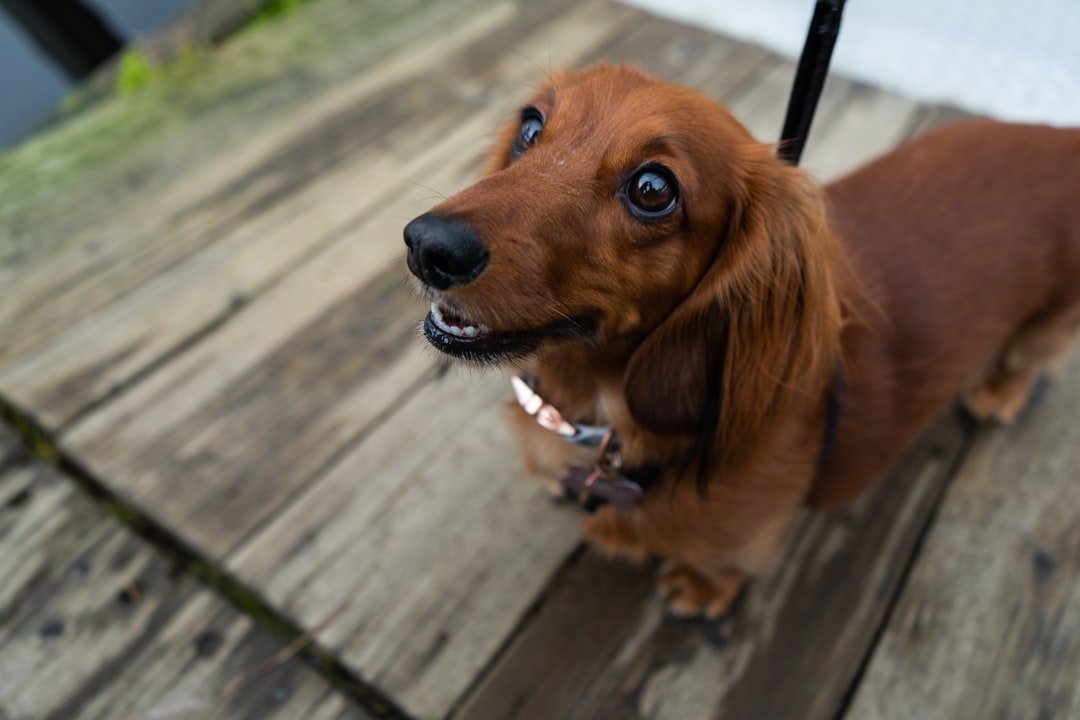 Miniature Dachshund - The Little Sausage That Could (image credits: unsplash)