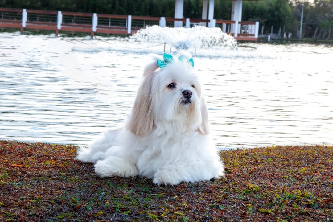 Lhasa Apso - The Tibetan Treasure (image credits: unsplash)