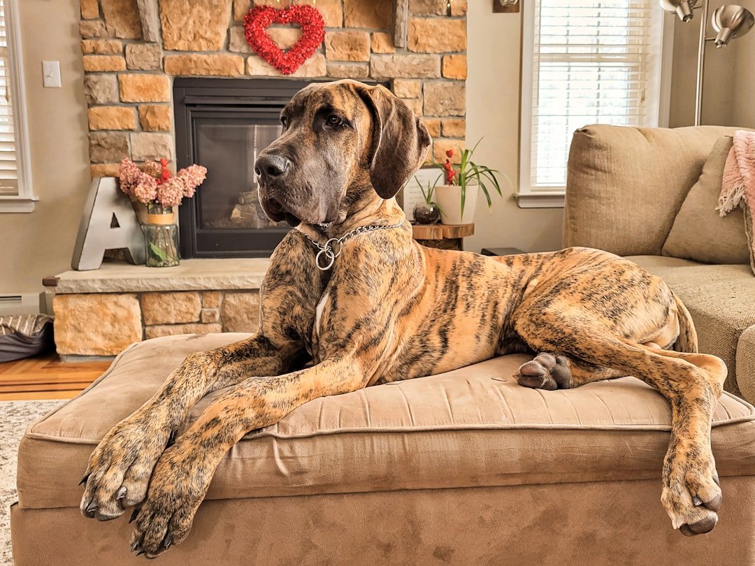 Great Dane - The Gentle Giant With a Heavy Heart (image credits: unsplash)