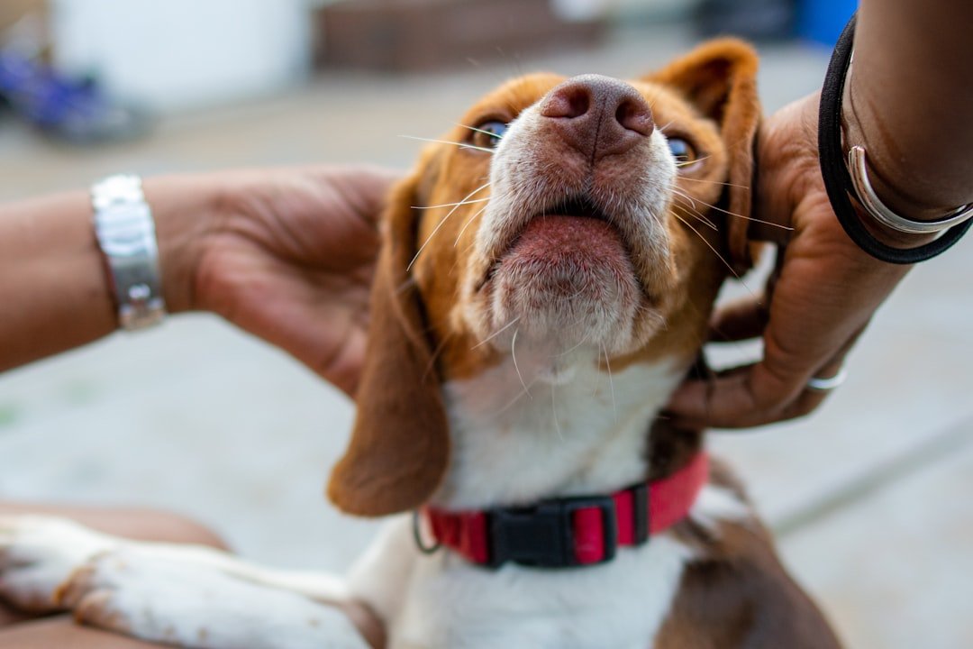 The Magic Touch Behind Their Ears (image credits: unsplash)