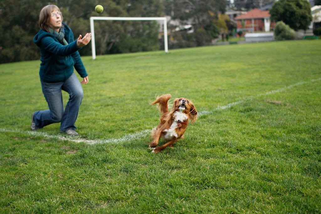 Playtime Joy That Echoes Forever (image credits: flickr)
