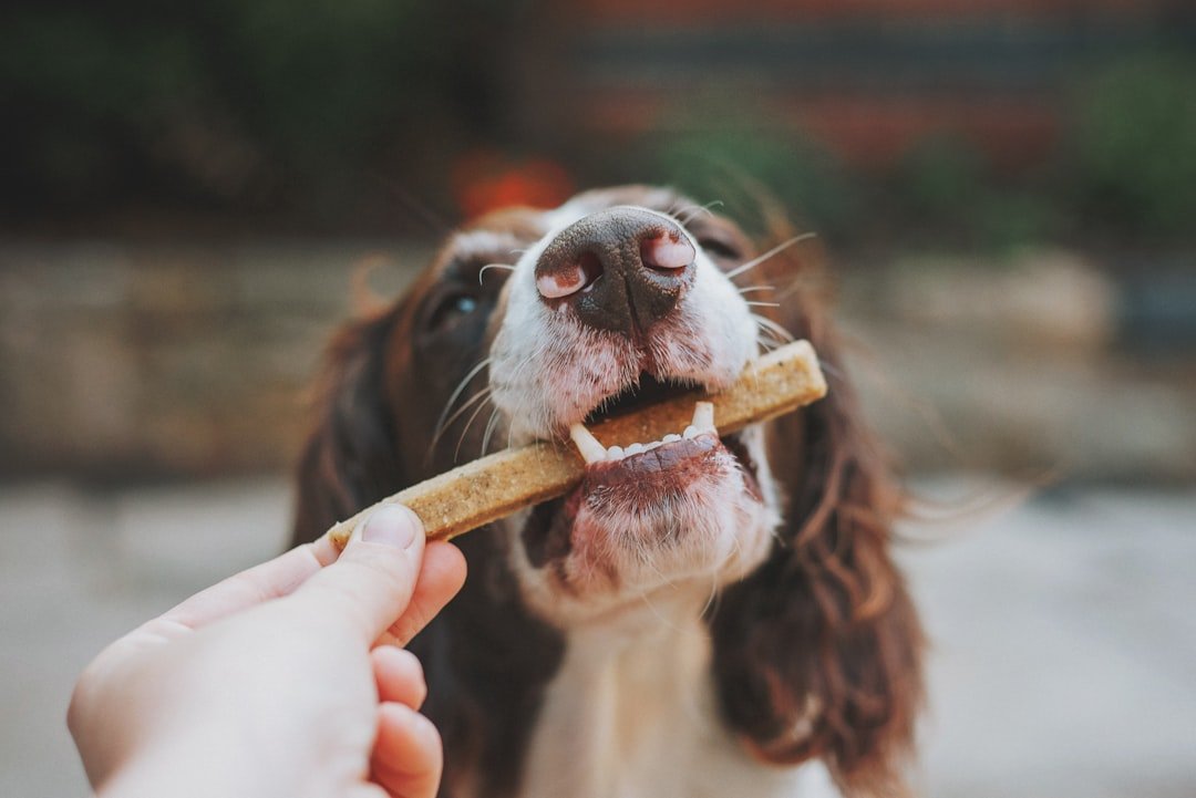 Surprise Treats and Random Kindness (image credits: unsplash)