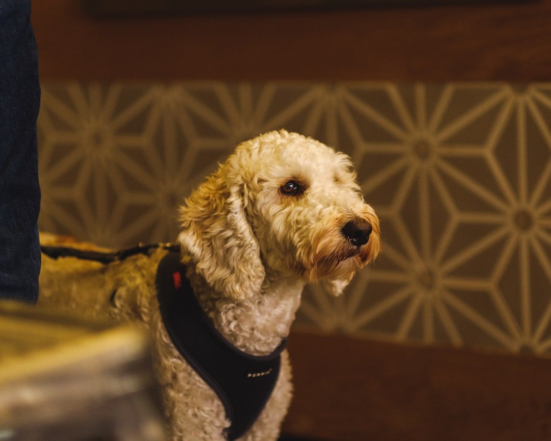 They Follow You from Room to Room (image credits: unsplash)