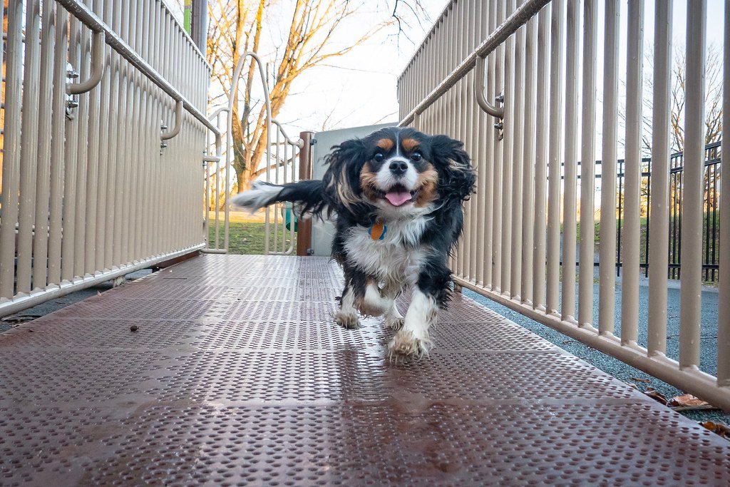 They Greet You Enthusiastically Every Time (image credits: flickr)