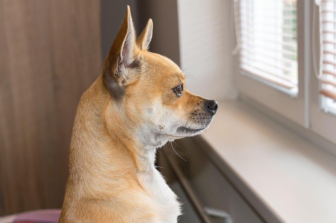 They Show Separation Anxiety When You Leave (image credits: pixabay)