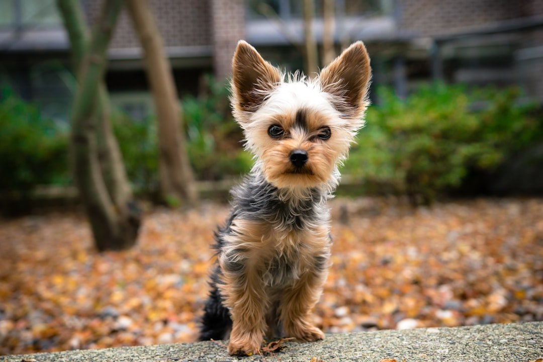 Teacup Yorkie - The Pocket-Sized Personality (image credits: unsplash)