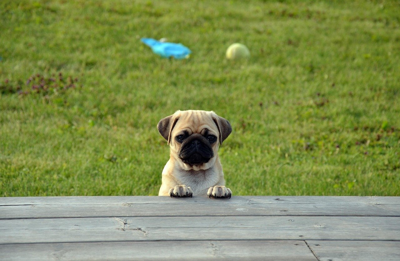 Teacup Pug - The Wrinkled Charmer (image credits: pixabay)
