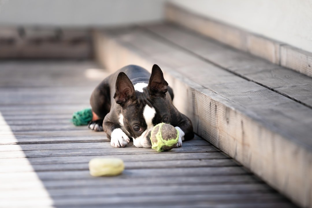 Teacup Boston Terrier - The American Gentleman (image credits: unsplash)