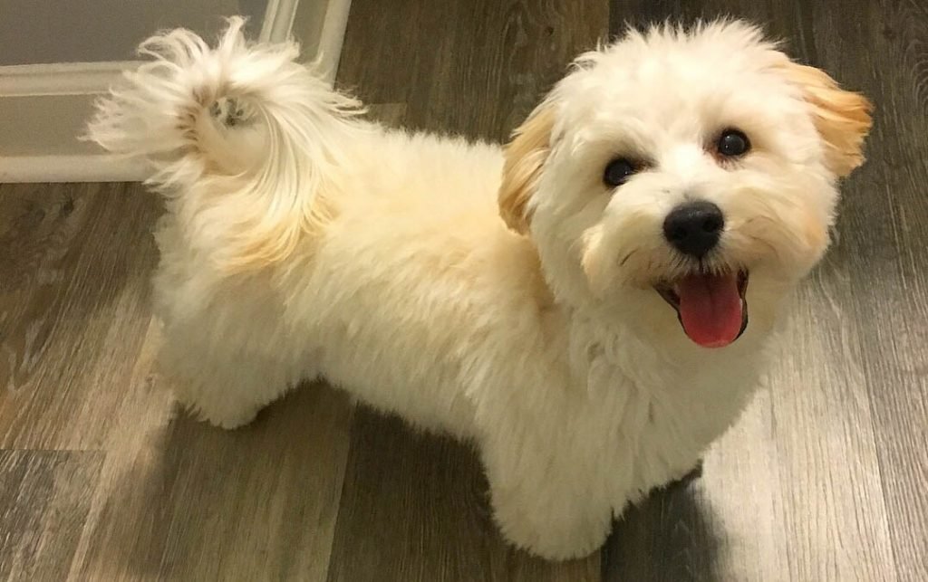 Teacup Maltipoo - The Designer Darling (image credits: wikimedia)