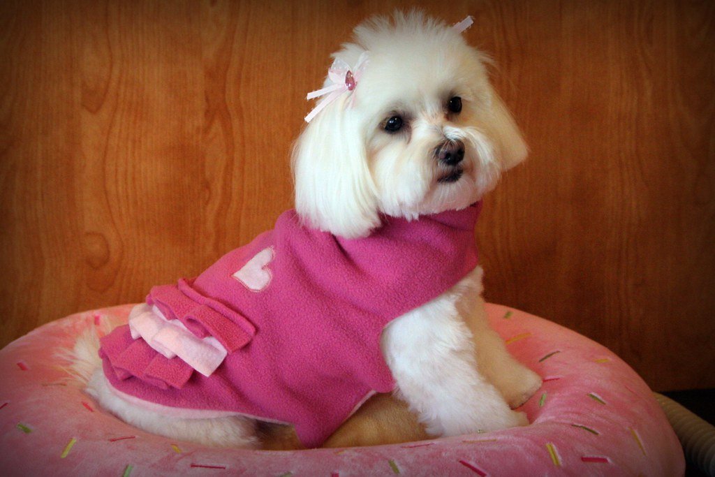 That Stunning Coat Demands Daily Attention (image credits: flickr)