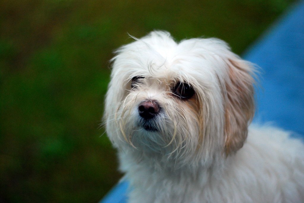 Tear Stains Are Your Biggest Grooming Challenge (image credits: flickr)