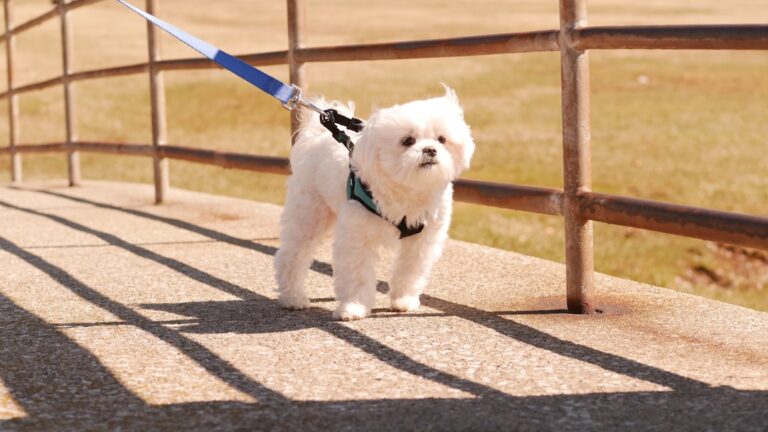 8 Important Factors To Keep In Mind When Keeping a Maltese