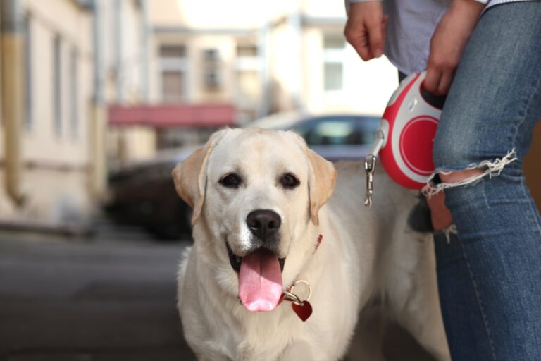10 Intelligent Dog Breeds (Big and Small) That Need Daily Brain Work
