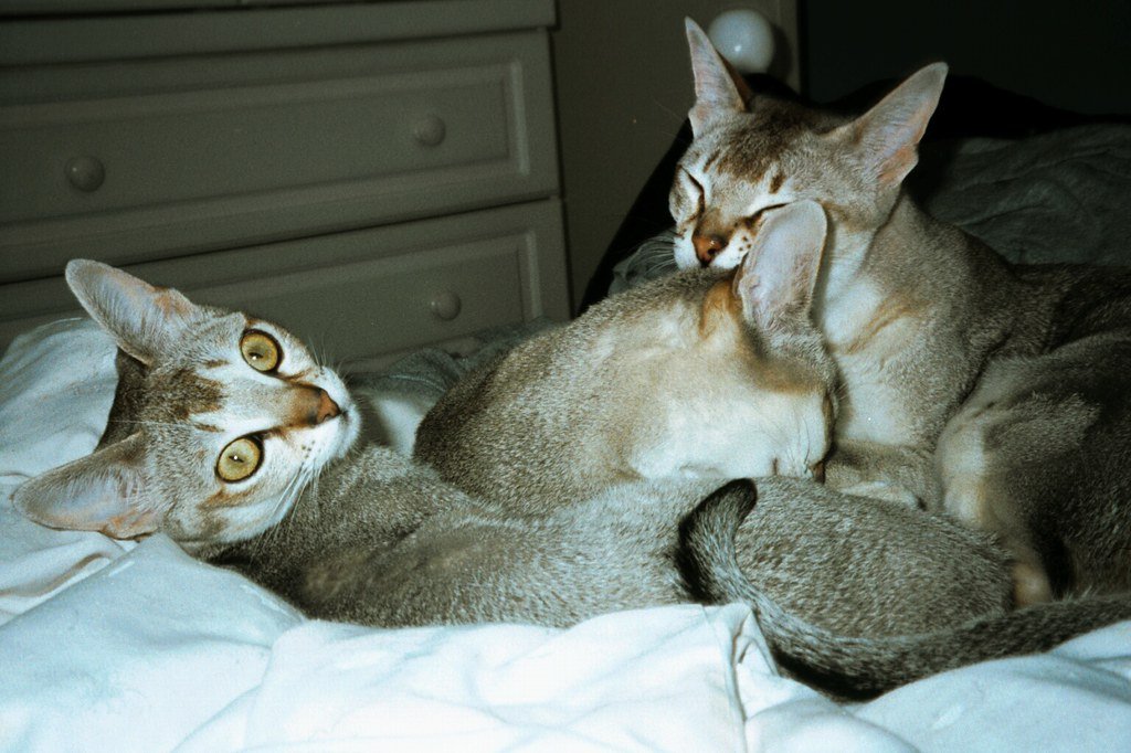 The Singapura - The World's Tiniest Treasure (image credits: flickr)