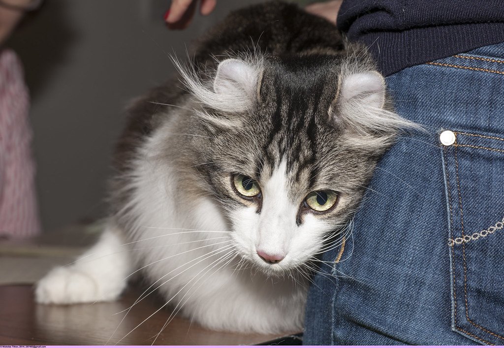 The American Curl - The Backward-Eared Beauty (image credits: flickr)