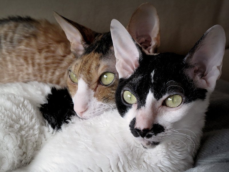 The Cornish Rex - The Curly-Coated Cutie (image credits: wikimedia)