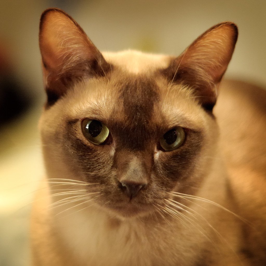 The Burmese - The Dog-Like Kitten (image credits: flickr)