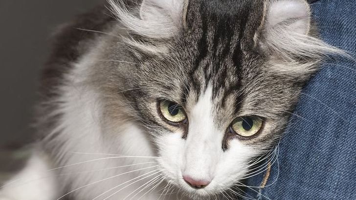 10 Adorable Cat Breeds That Remain Like Kittens Their Entire Life