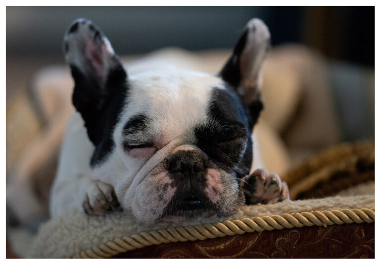 Size and Breed: The Sleep Personality Connection