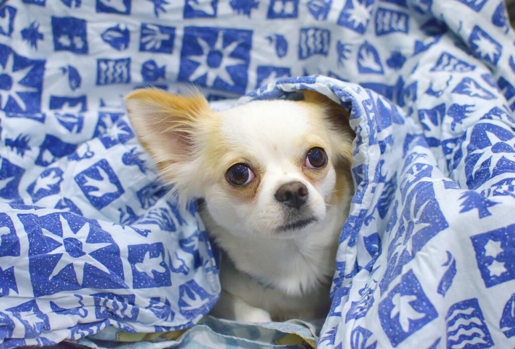 8 Important Factors To Keep In Mind When Keeping a Chihuahua