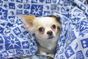 8 Important Factors To Keep In Mind When Keeping a Chihuahua