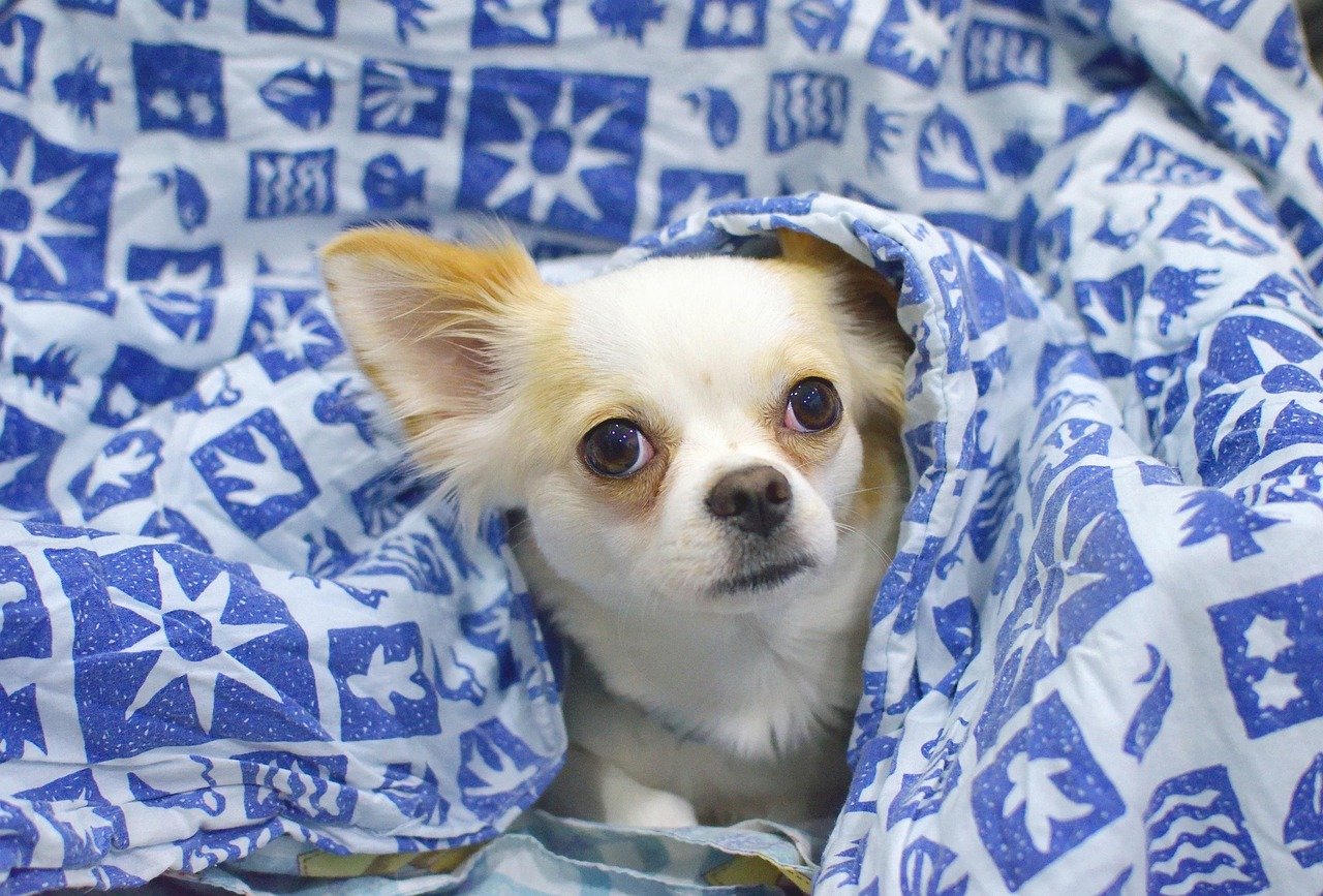 8 Important Factors To Keep In Mind When Keeping a Chihuahua