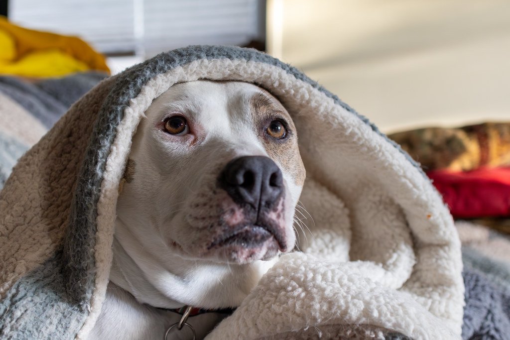 Recognizing Common Health Issues (image credits: flickr)