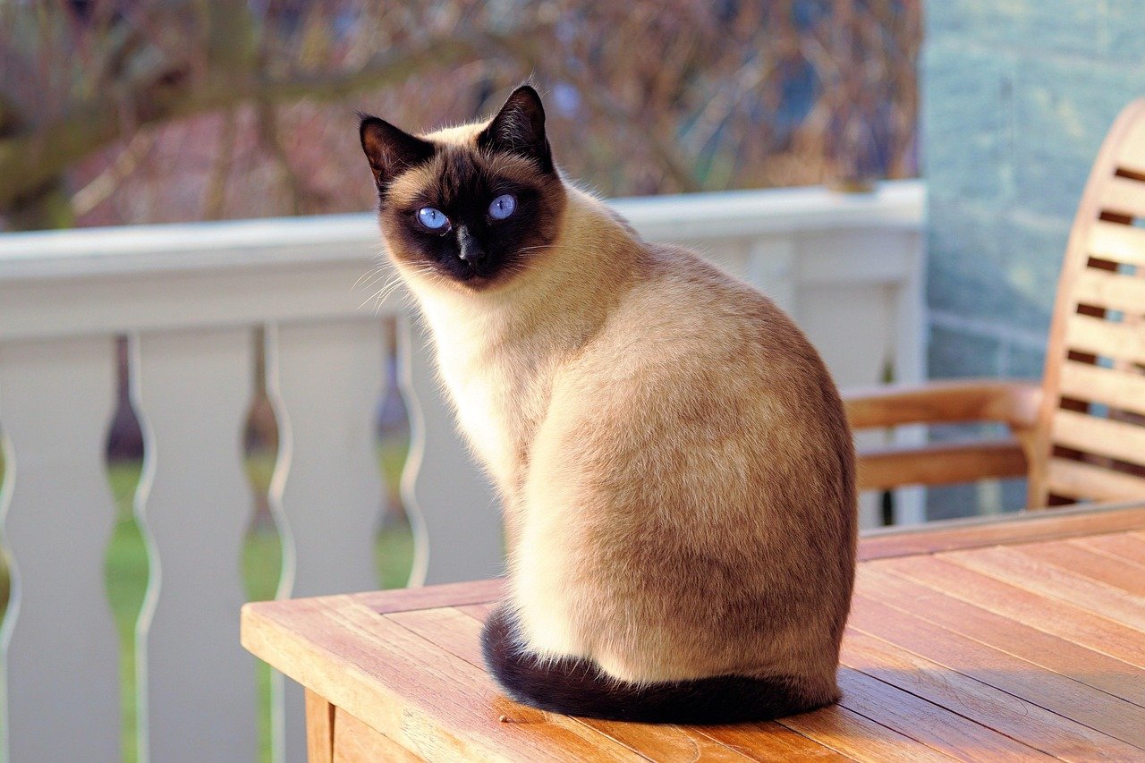 Siamese: The Ultimate Conversationalist (image credits: pixabay)