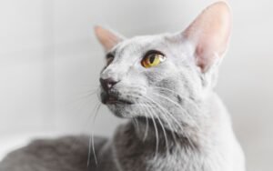 Oriental Shorthair: The Chatty Shadow