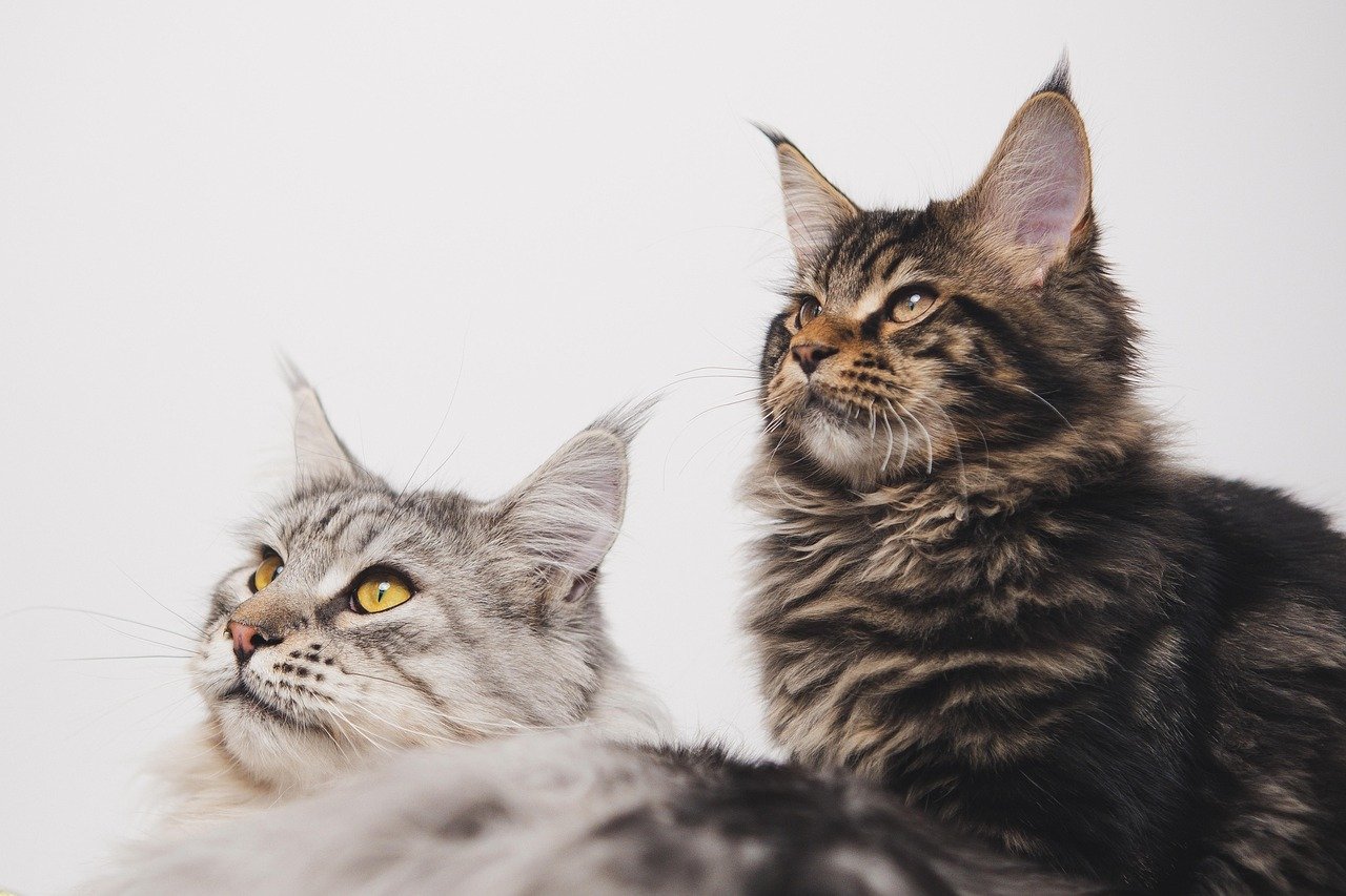 Maine Coon: The Gentle Giant's Voice (image credits: pixabay)