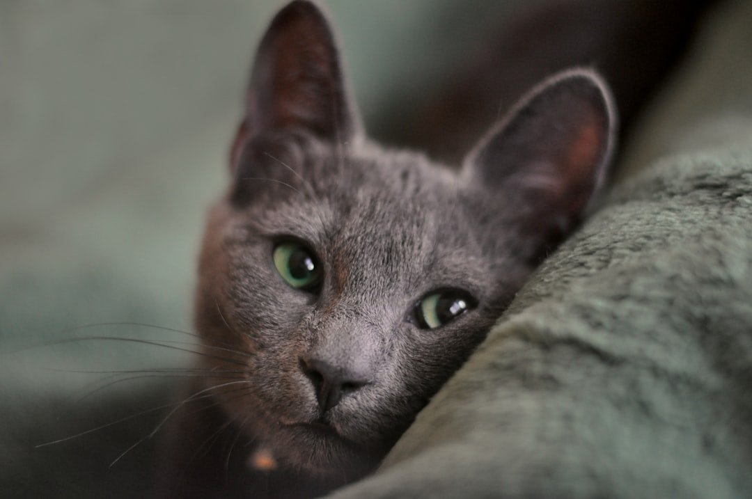 Russian Blue: The Thoughtful Whisperer (image credits: unsplash)