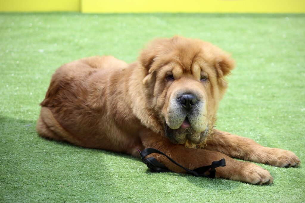 Shar Pei - The Wrinkled Sentinel