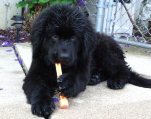 Newfoundland - The Gentle Water Bear