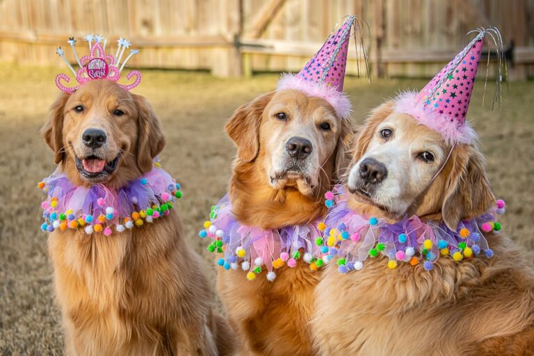 How To Find The Perfect Family Dog