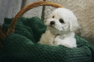 Bichon Frise: The Fluffy Bundle of Joy