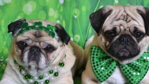 8 Best Small Dog Breeds You Can Gift To Your Grandparents