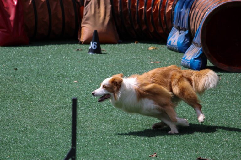 How to Keep Your Dog Occupied and Entertained When You're Away