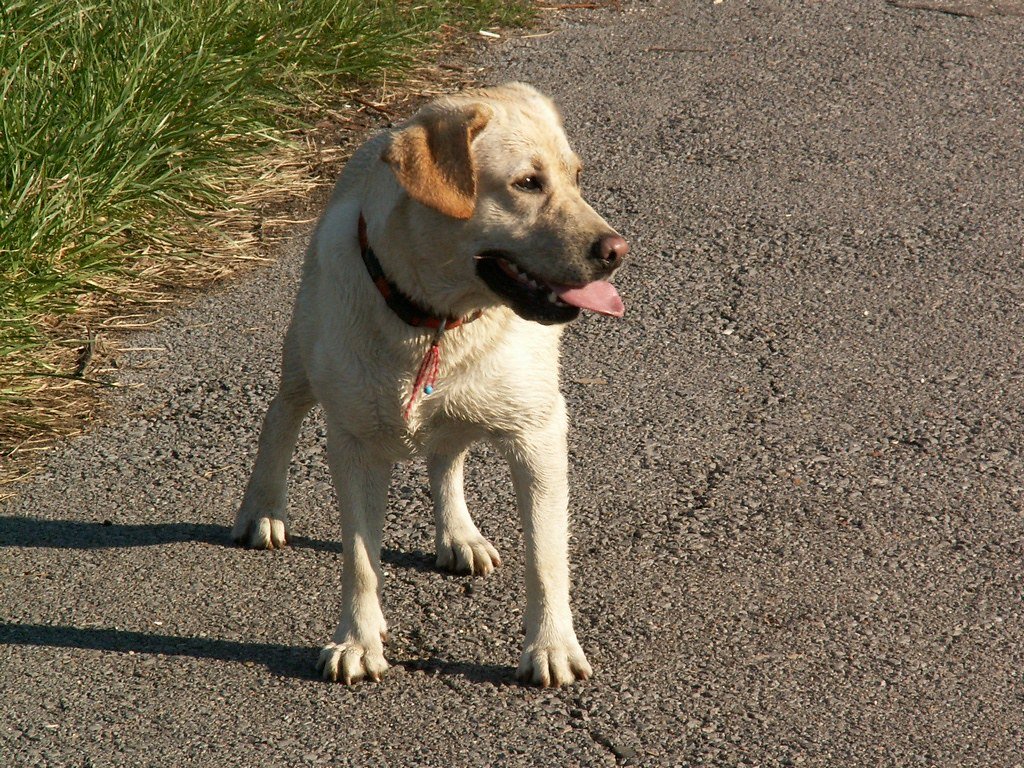 Forgetting They're Still Learning How to Be a Dog (image credits: flickr)