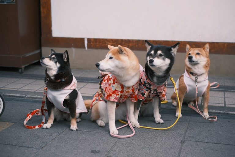 10 Ways You're Encouraging Your Dog's Reactivity Without Realizing
