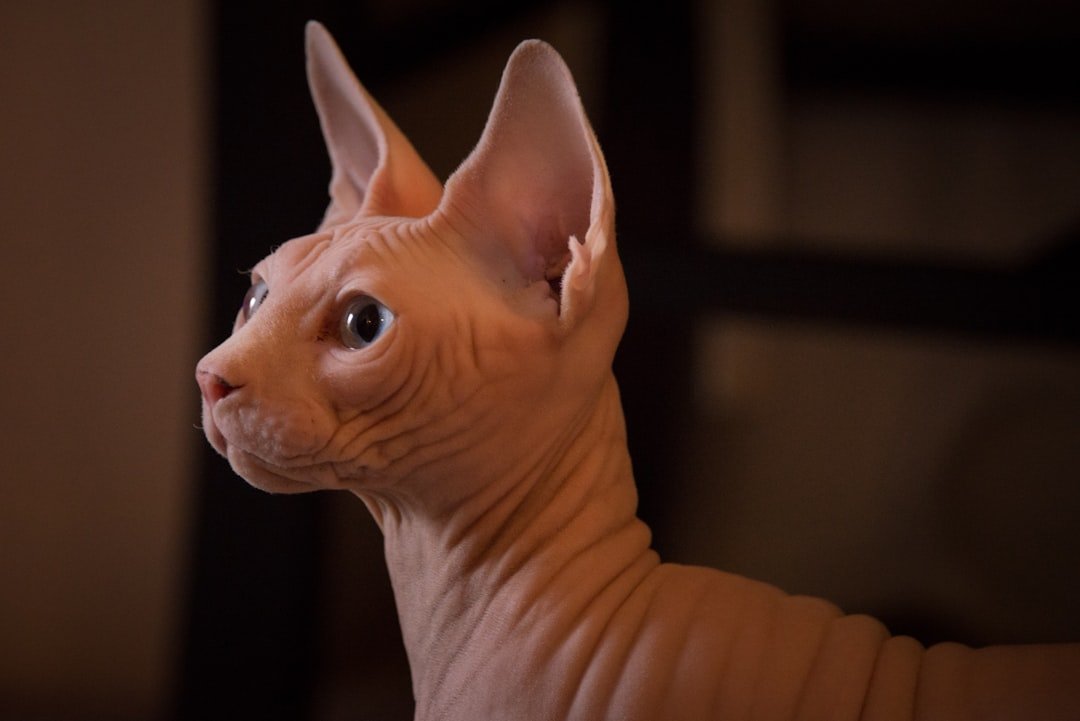 Sphynx: The Hairless Wonder (image credits: unsplash)